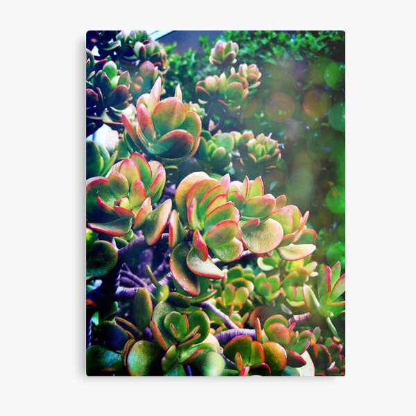 Strangling a wattle Metal Print