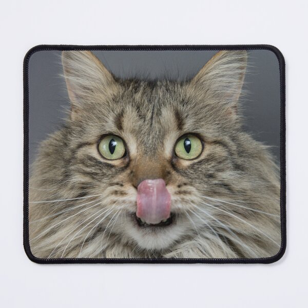 Item preview, Cat Licking its Nose, Cute Cat Print designed and sold by cgroenewald.