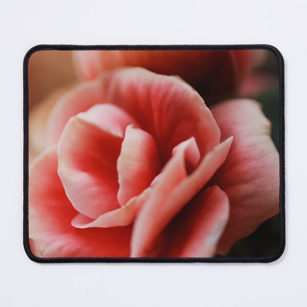 Item preview, Deep red, pink and white-tipped Begonia / Begonias designed and sold by captiveworld.