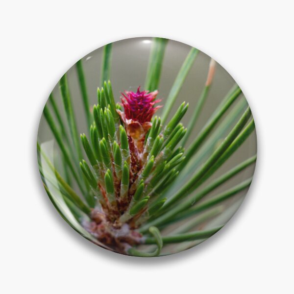 Item preview, Budding pine cone designed and sold by Shizenkai.
