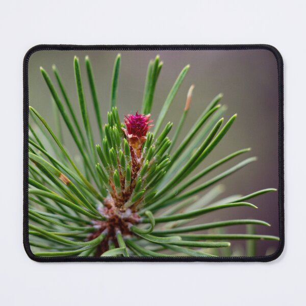 Item preview, Budding pine cone designed and sold by Shizenkai.