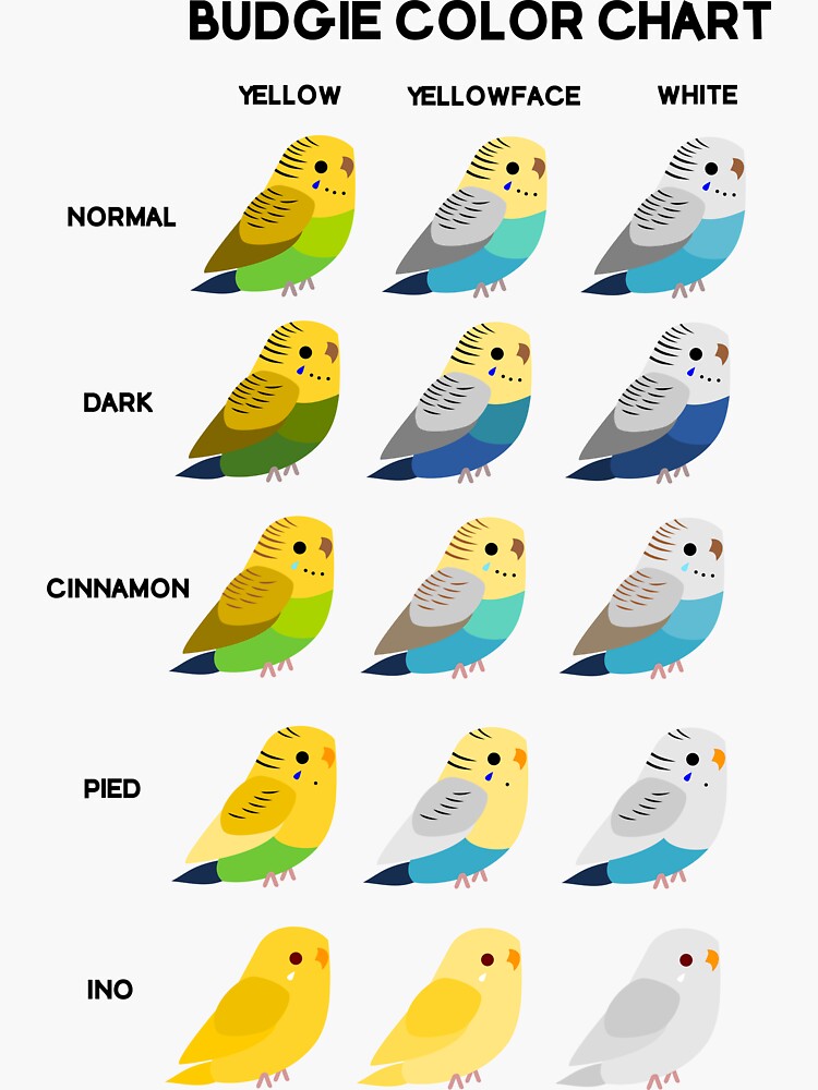 "Budgie (Parakeet) Color Chart" Sticker for Sale by Wrenflight Redbubble