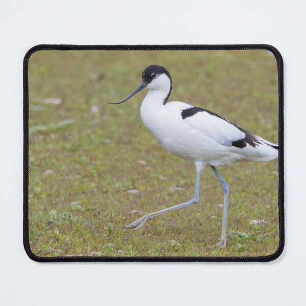 Item preview, Avocet designed and sold by LaurenTucker.