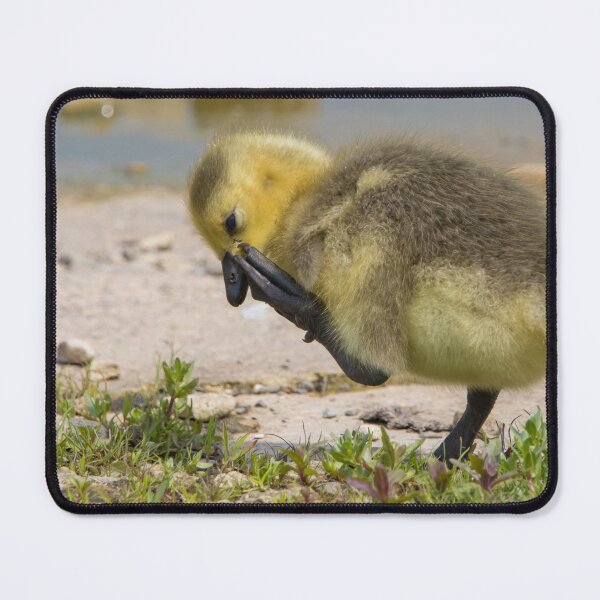 Item preview, Greylag Goose (Young) designed and sold by LaurenTucker.