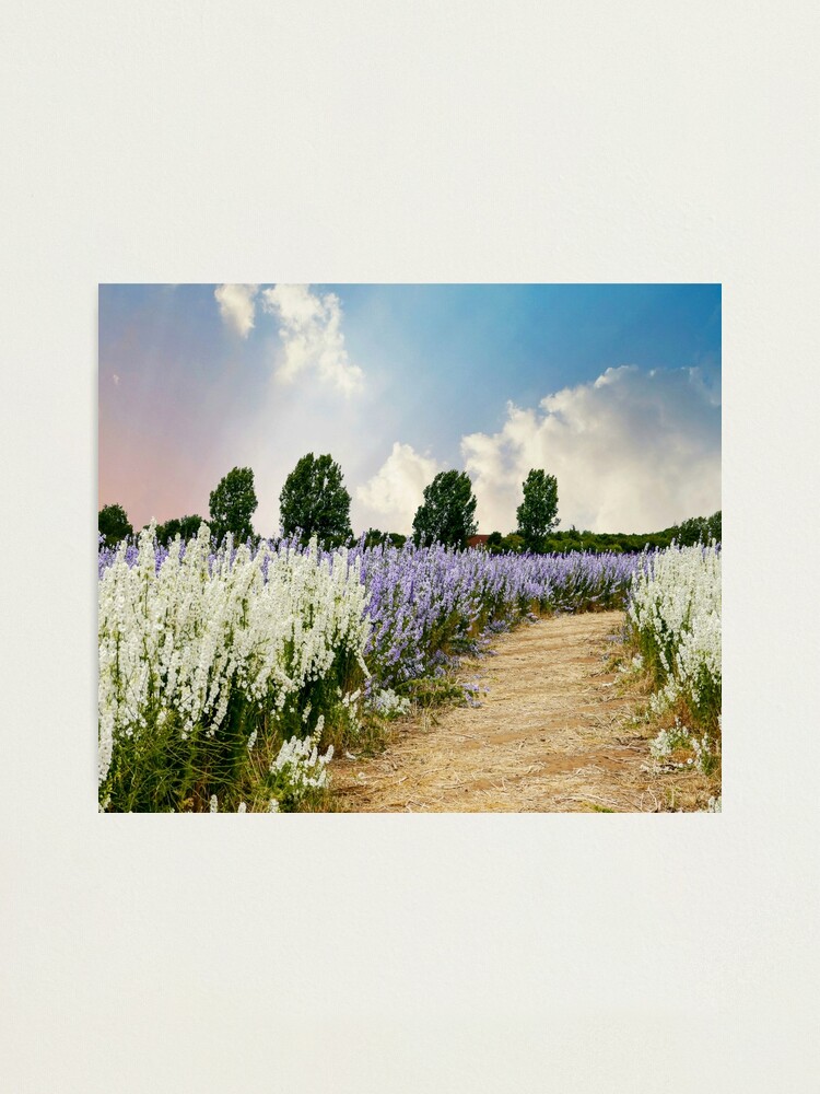 Thumbnail 2 of 3, Photographic Print, Coloured Landscape designed and sold by ScenicViewPics.