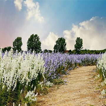 Artwork thumbnail, Coloured Landscape by ScenicViewPics