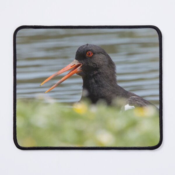 Item preview, Oystercatcher designed and sold by LaurenTucker.