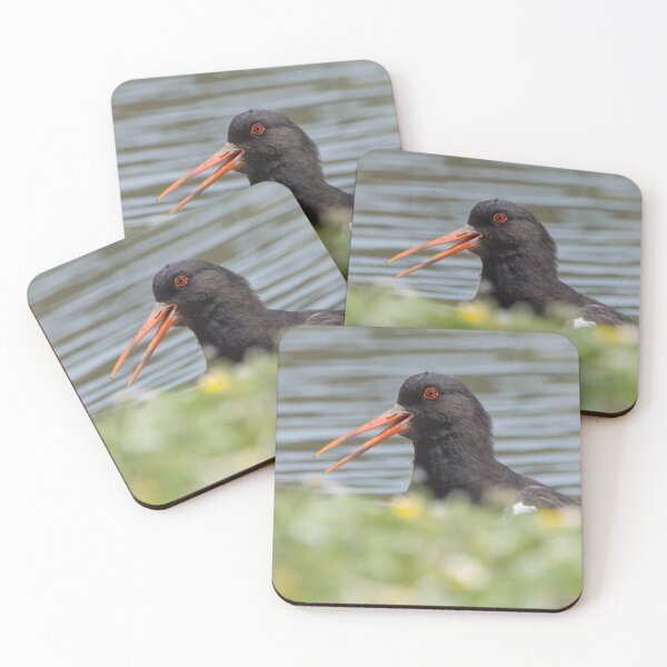 Item preview, Oystercatcher designed and sold by LaurenTucker.