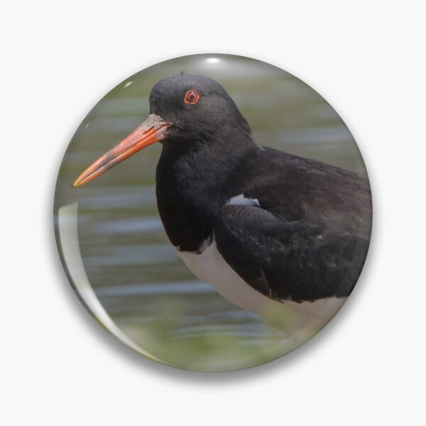 Item preview, Oystercatcher designed and sold by LaurenTucker.