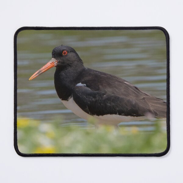 Item preview, Oystercatcher designed and sold by LaurenTucker.