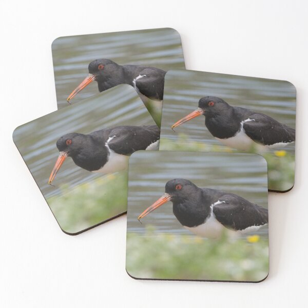 Item preview, Oystercatcher designed and sold by LaurenTucker.