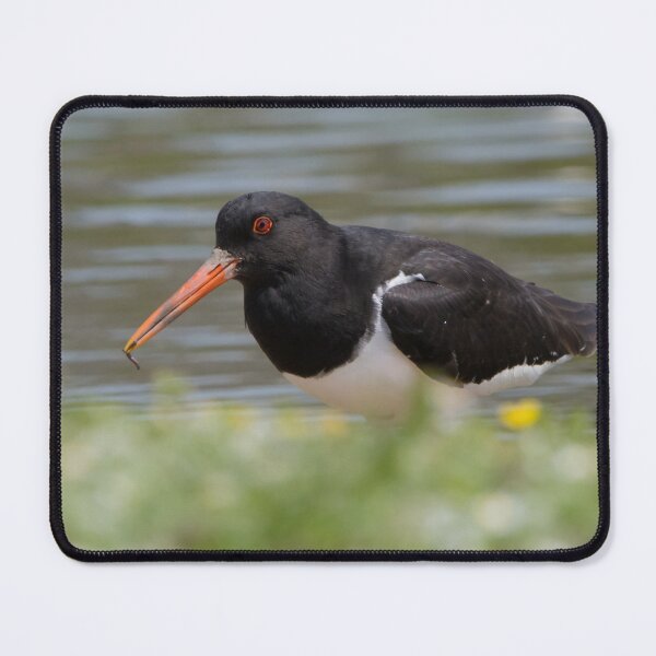 Item preview, Oystercatcher designed and sold by LaurenTucker.