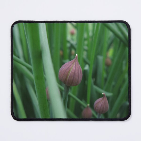 Item preview, Chive (v2) designed and sold by HollowArchivist.