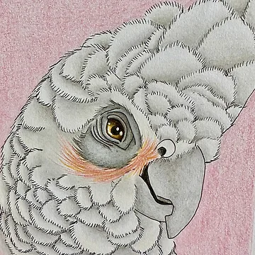 Artwork thumbnail, Corella by Laura Hillman