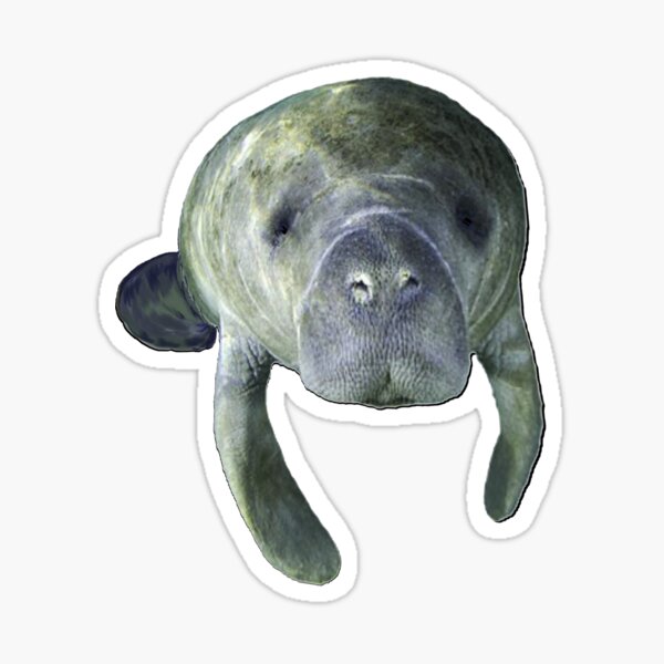 PUNK MANATEE STICKER! Waterproof Sticker! Vinyl Sticker! Manatee Tattoo.  Sea Cow! Grunge Rock Gift! Florida Sticker! Car Sticker! Humor art