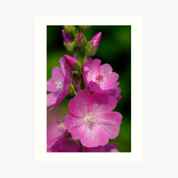 Mallow Art Print