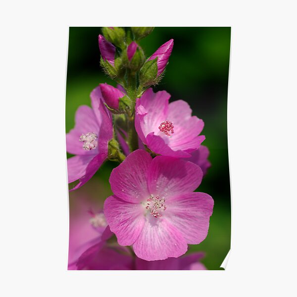 Mallow Poster