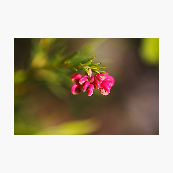 Item preview, Hot Pink Grevillea Flower Buds designed and sold by Joy Watson - Natural Light Photography .