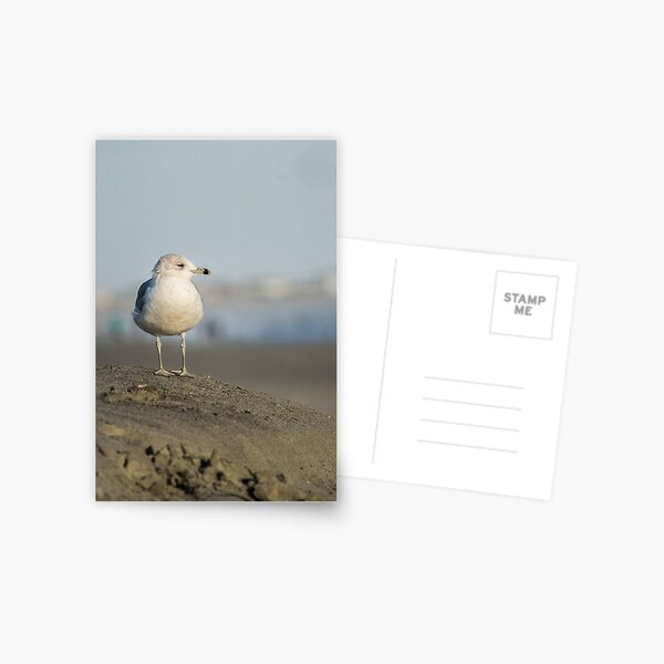 Item preview, Beach gull designed and sold by KensLensDesigns.