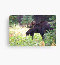 Bull Moose in Velvet Canvas Print