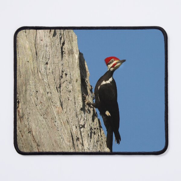 Item preview, Pileated Woodpecker 3 designed and sold by Jeffrey Mask.