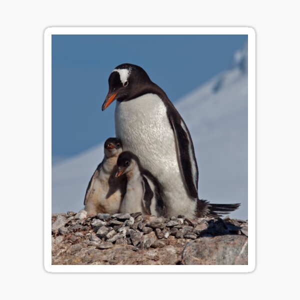 Item preview, Gentoo Greetings from Antarctica designed and sold by Krys Bailey.