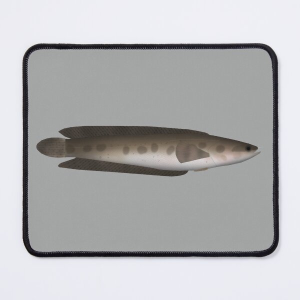 Item preview, African Obscure Snakehead designed and sold by fishfolkart.