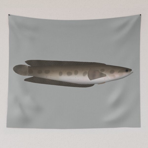 Item preview, African Obscure Snakehead designed and sold by fishfolkart.