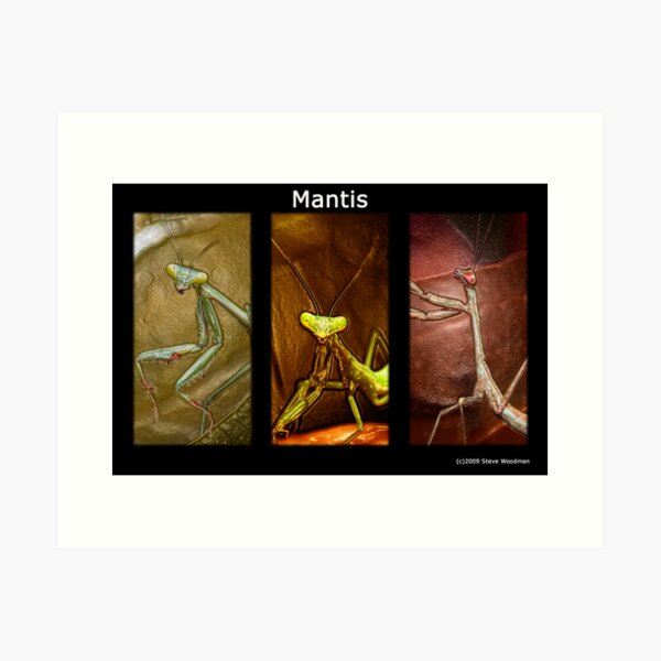 Item preview, Mantis designed and sold by Steve  Woodman.