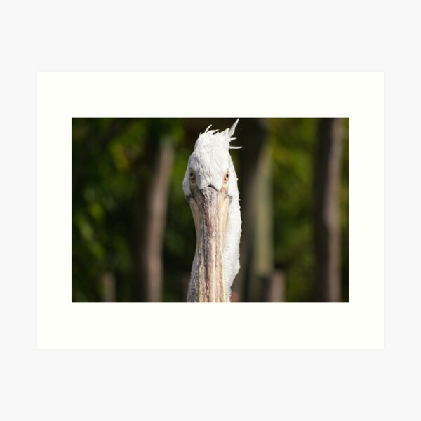 Close-up photo of a Frisky Pelican Art Print
