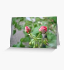 A Newbie ^ Greeting Card