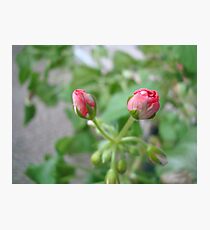 A Newbie ^ Photographic Print