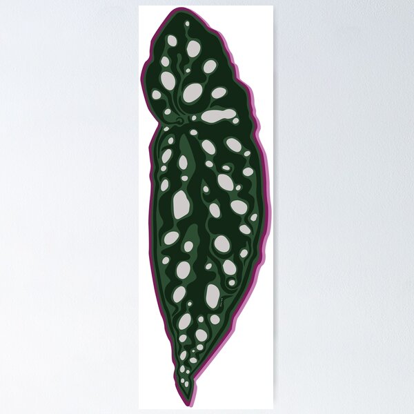 Item preview, Begonia Angel Wing designed and sold by Texicola.