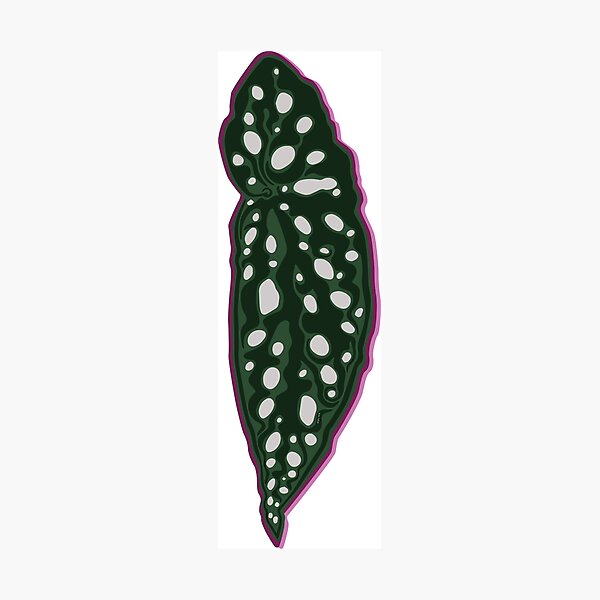 Item preview, Begonia Angel Wing designed and sold by Texicola.