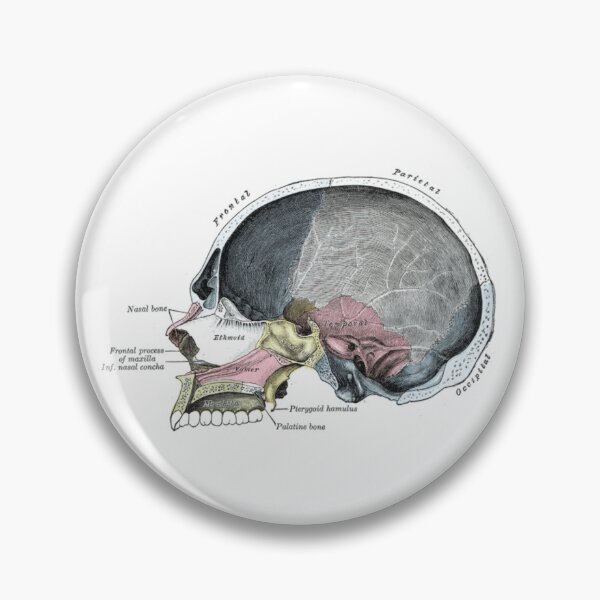 Item preview, Vintage Anatomical Skull designed and sold by itsonlyarsenic.