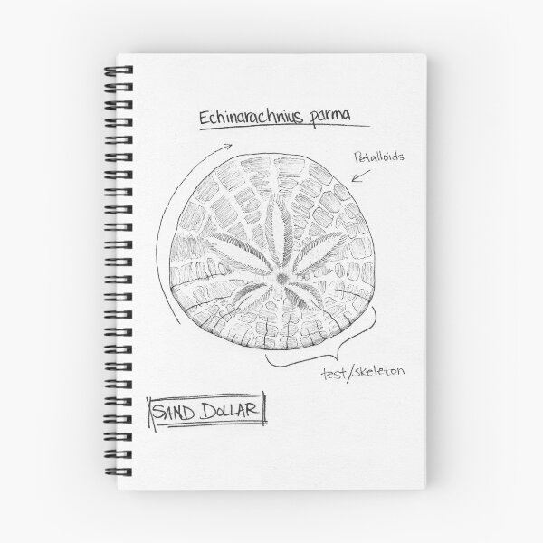 Item preview, Sand Dollar Journal Sketch designed and sold by SarehPuetz.