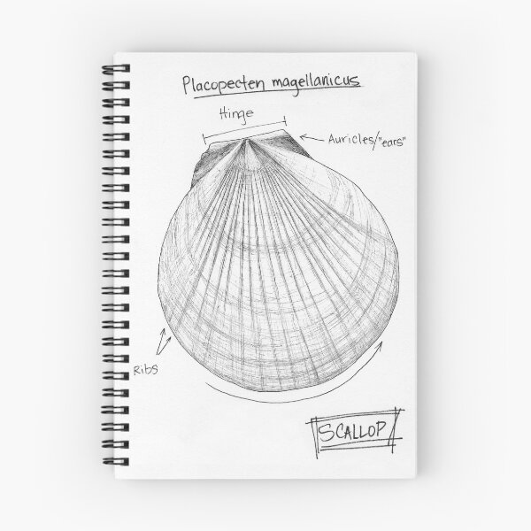 Item preview, Scallop Journal Sketch designed and sold by SarehPuetz.
