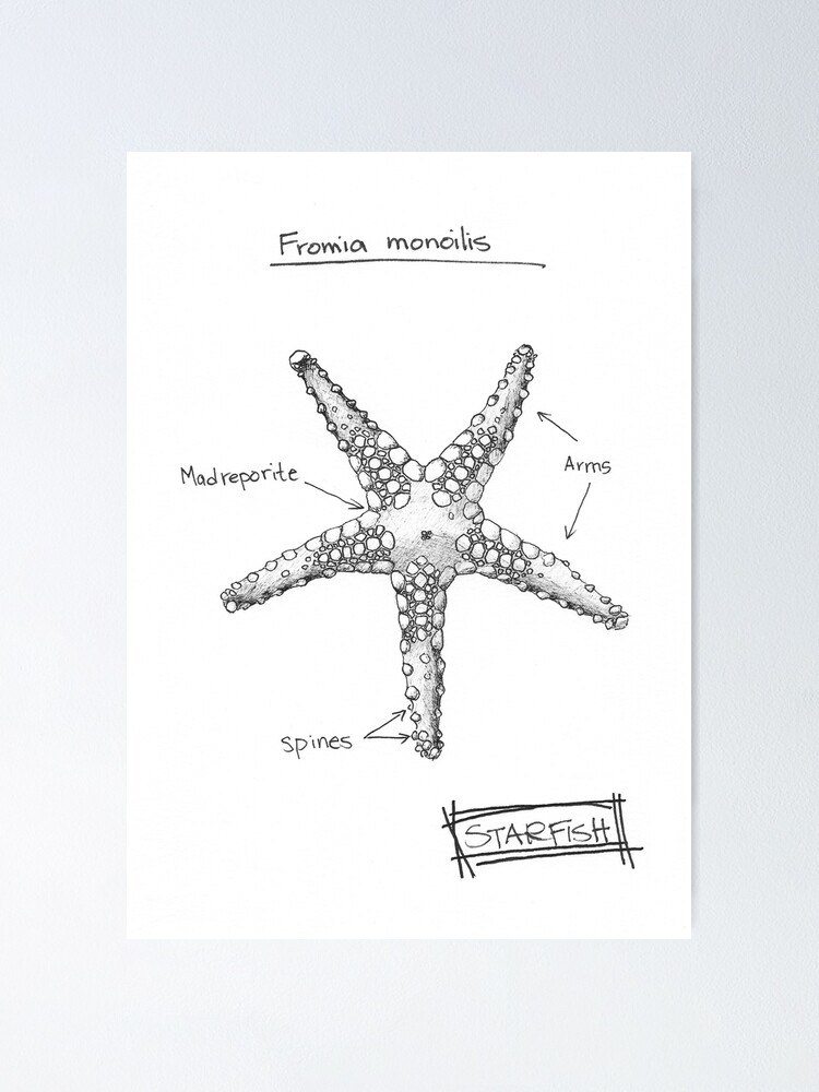 Starfish or sea star black line and texture sketch