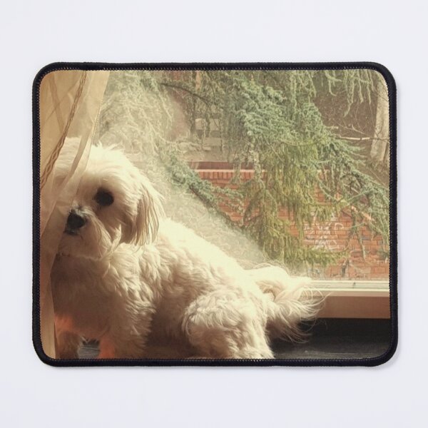 Item preview, White dog peeks behind the curtain designed and sold by ArtistryHQ.