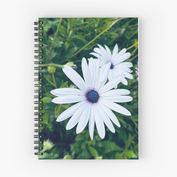 Item preview, White osteospermum ecklonis african cape daisy flower  designed and sold by Donutlovers.