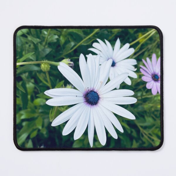 Item preview, White osteospermum ecklonis african cape daisy flower  designed and sold by Donutlovers.