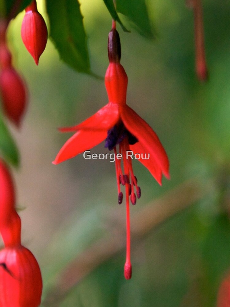 Fuchsia - iPhone by VeryIreland