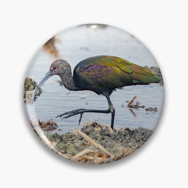 Item preview, Glossy Ibis  designed and sold by CarolM.