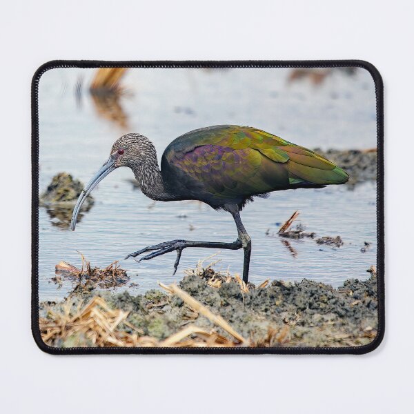 Item preview, Glossy Ibis  designed and sold by CarolM.