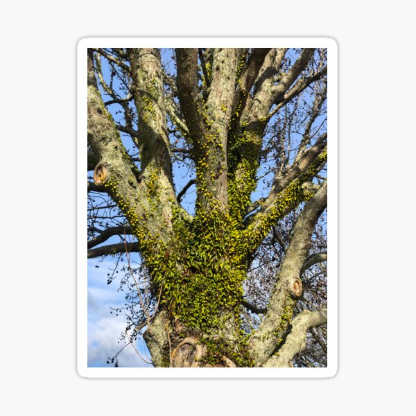 Item preview, Growth On A Tree designed and sold by Michael McGimpsey.