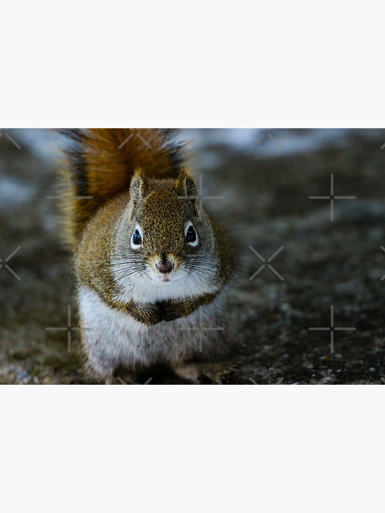 Squirrel Day by debfaraday