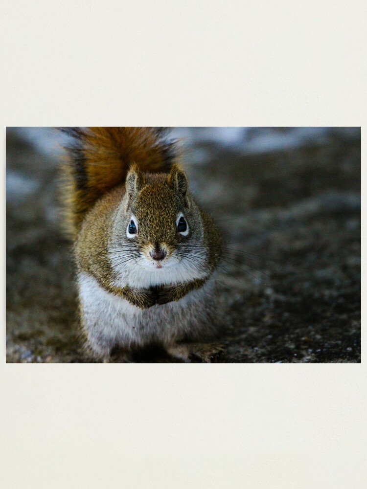 Alternate view of Squirrel Day Photographic Print