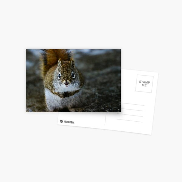 Squirrel Day Postcard