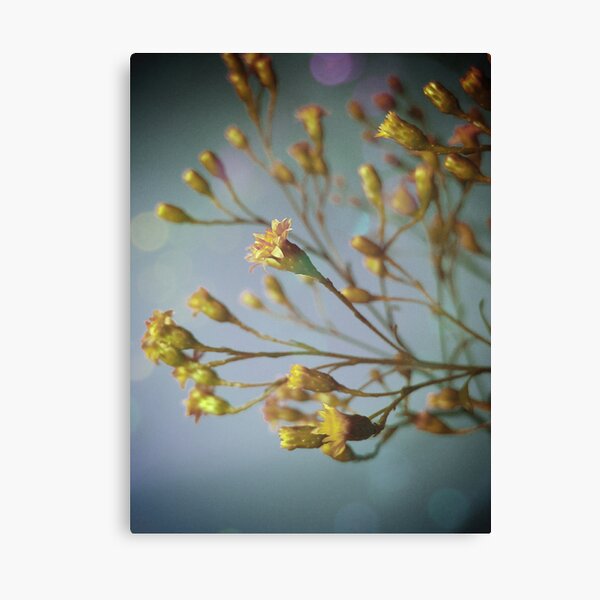 Sunday flowers Canvas Print