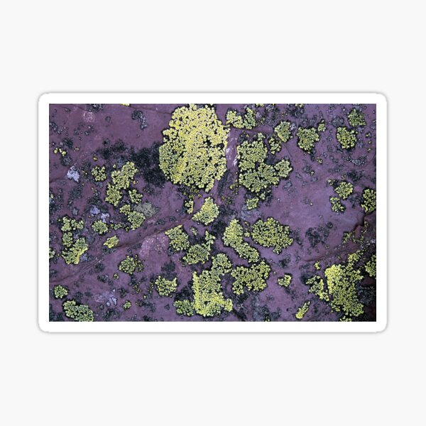Item preview, lichen designed and sold by KathleenDawson.